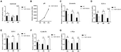 Regulation of Wnt/β-catenin signaling by Marek’s disease virus in vitro and in vivo